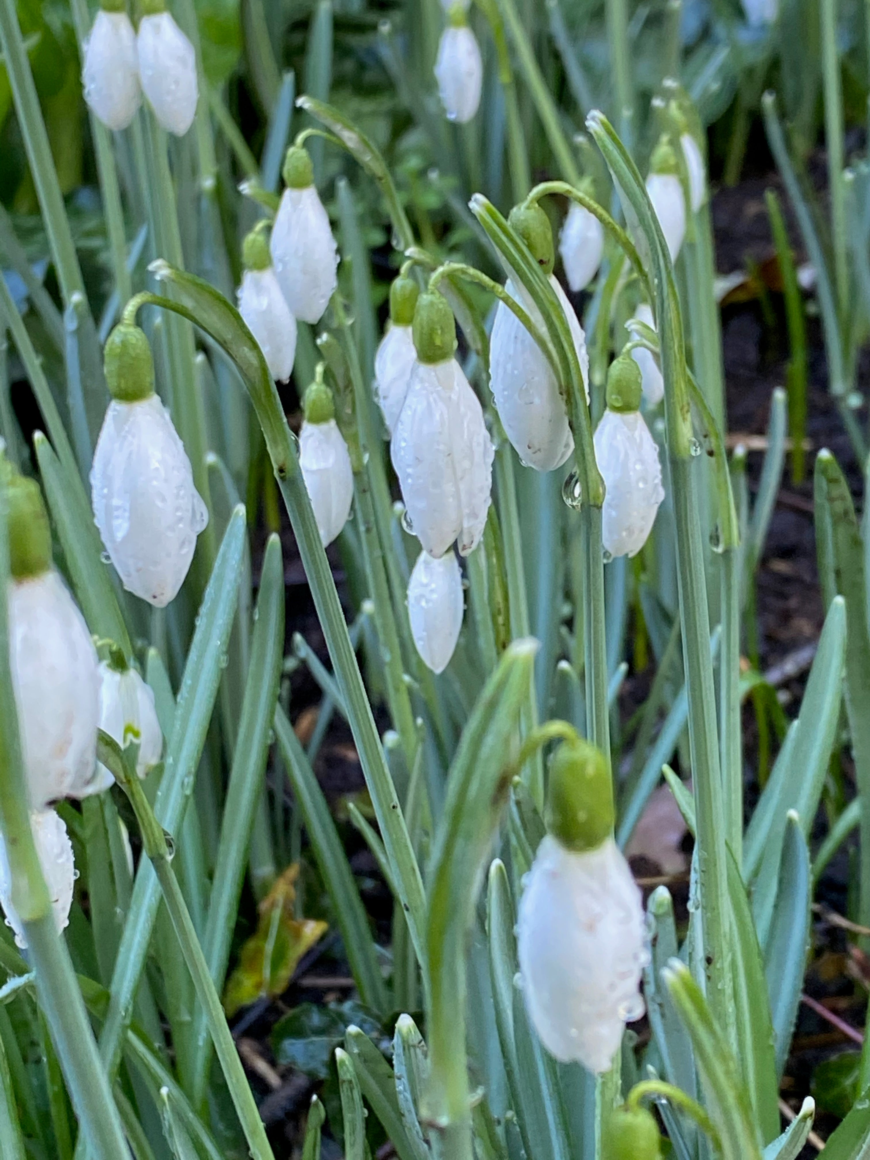 Galanthus nivalis