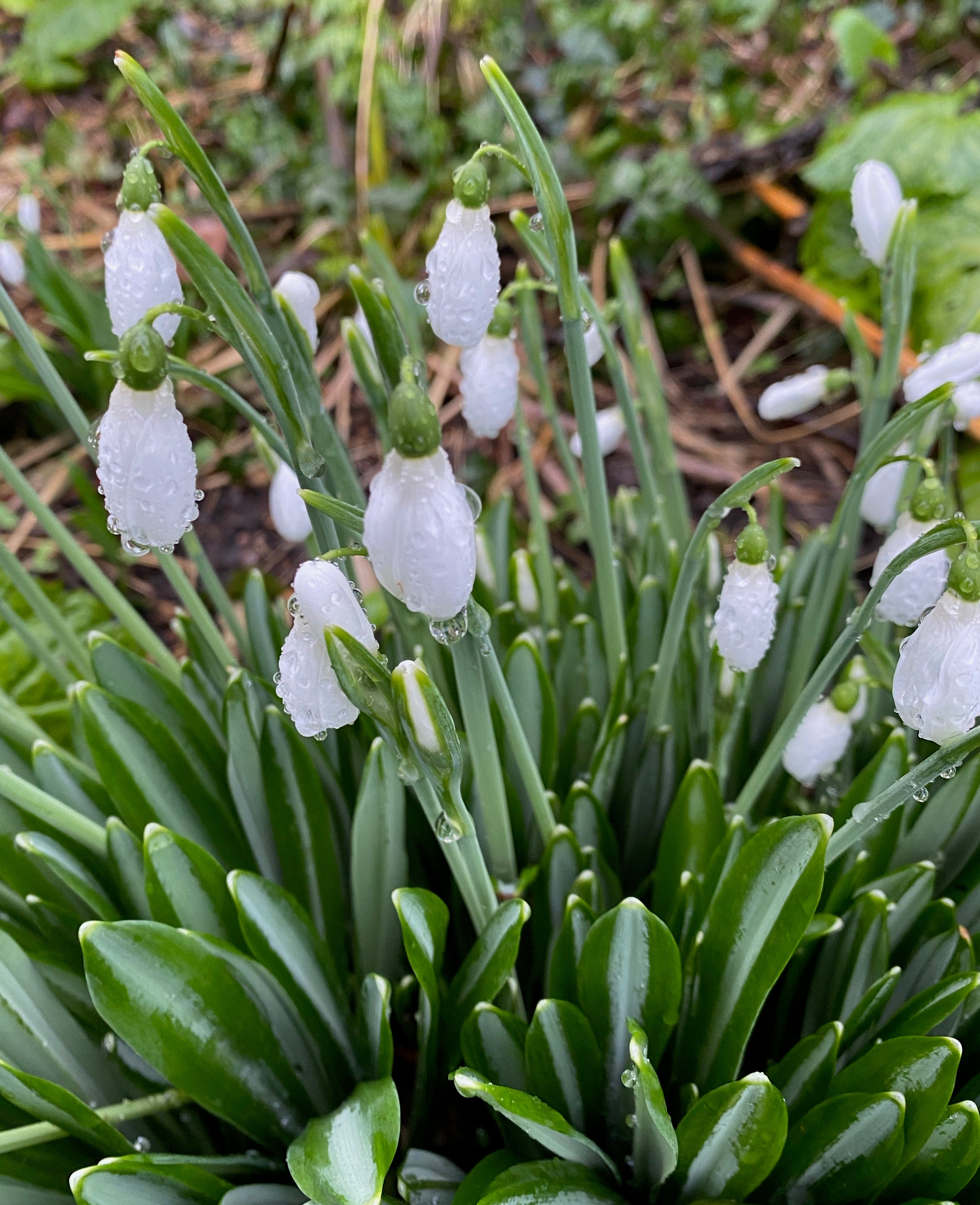 Galanthus plicatus