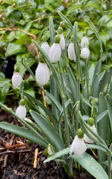 Galanthus x valentinei