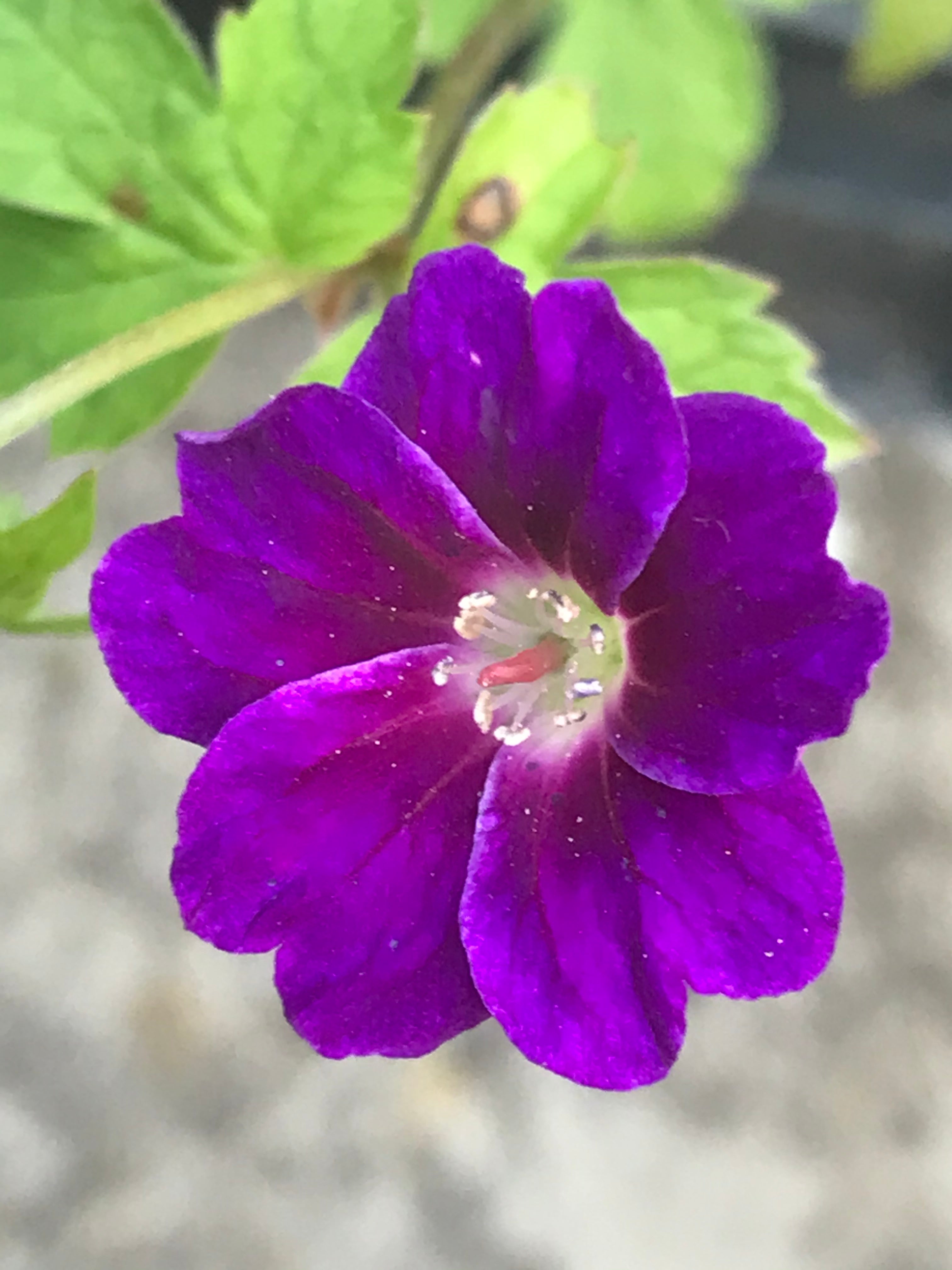 Geranium nodosum ‘Fielding&#39;s Folly’