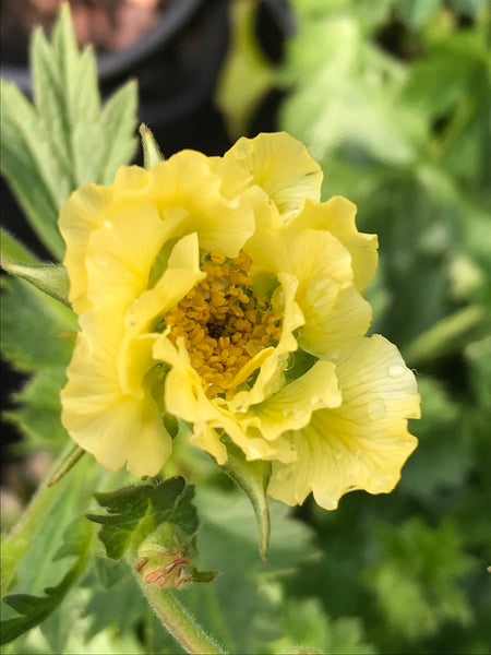 Geum 'Gimlet'