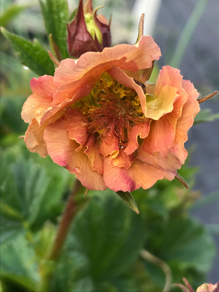 Geum 'Mai Tai'
