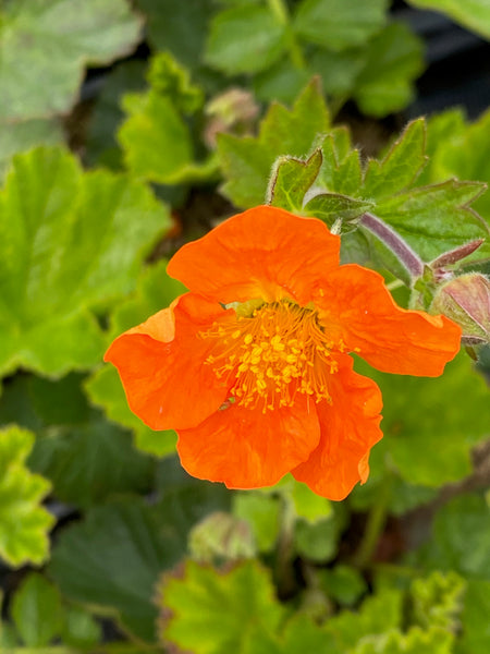 Geum coccineum ‘Sigiwang’
