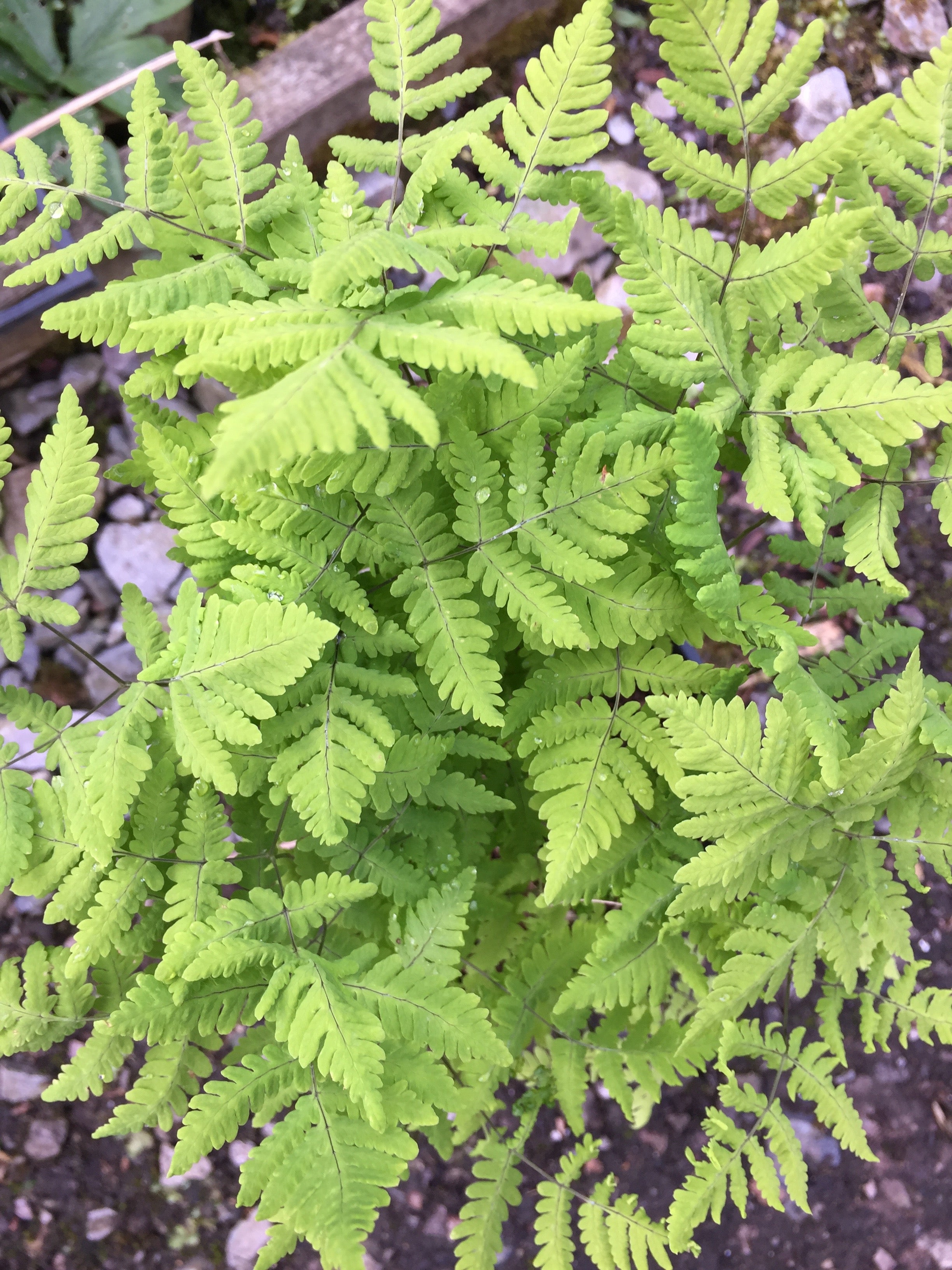 Gymnocarpium dryopteris AGM