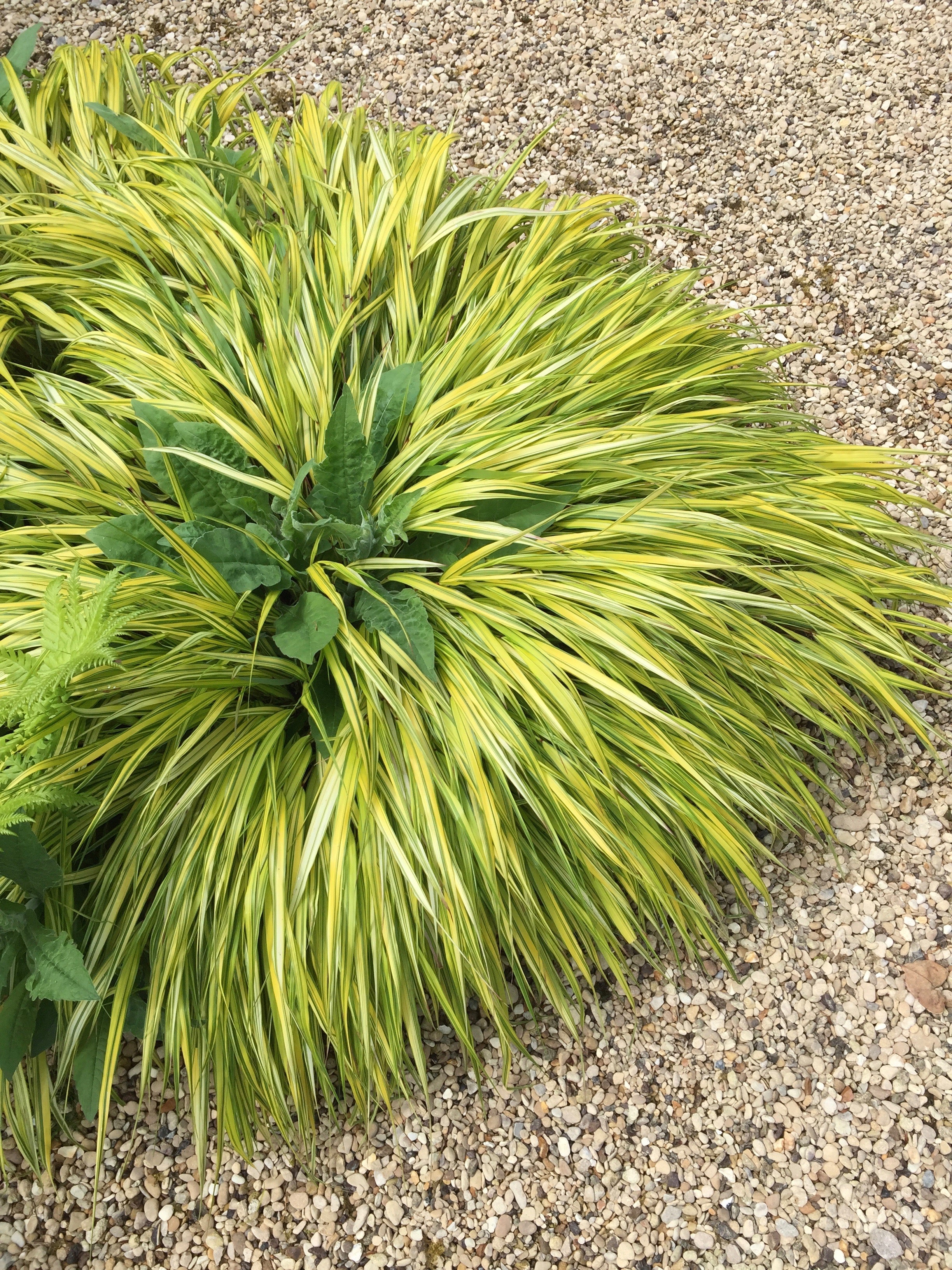 Hakonechloa macra ‘Aureola’ AGM