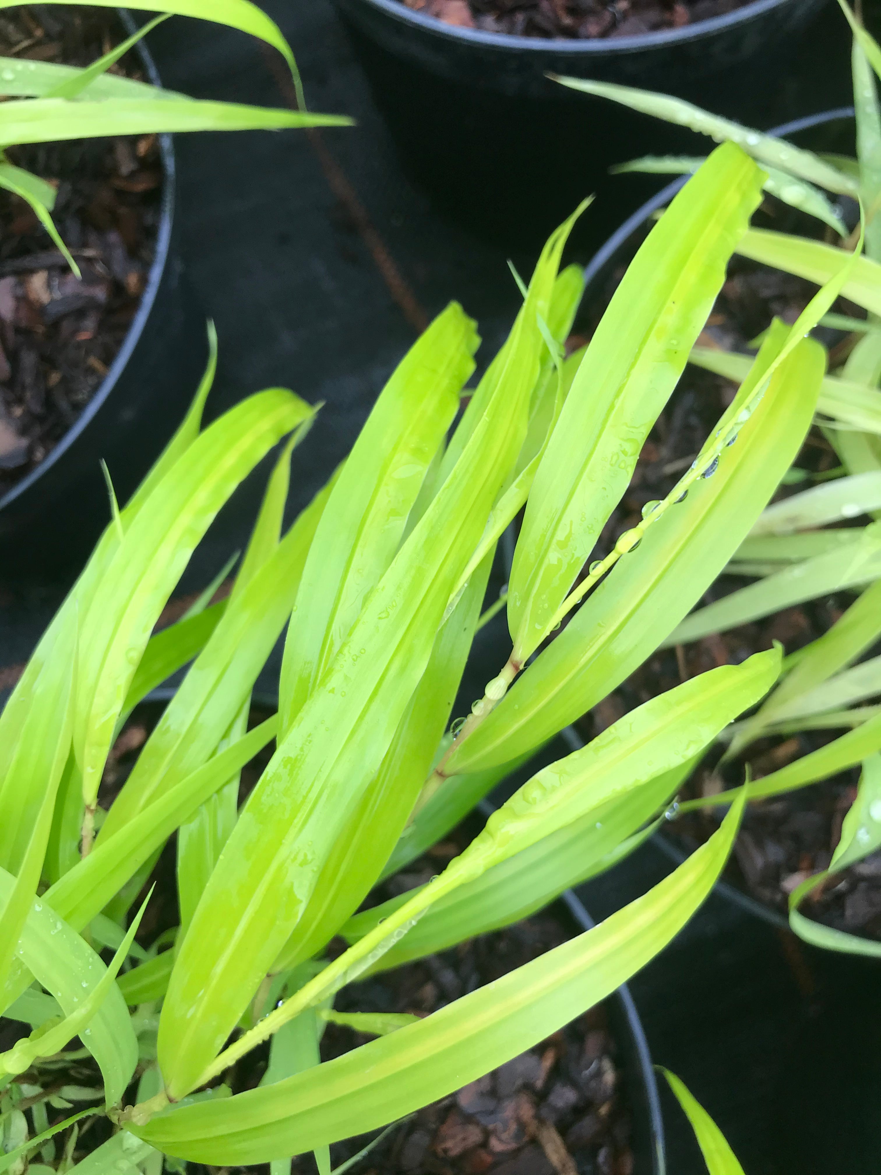 Hakonechloa macra ‘All Gold’