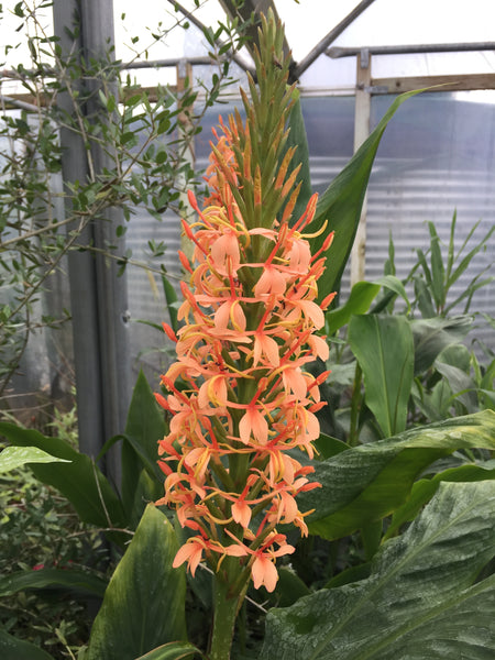 Hedychium densiflorum ‘Sorung’