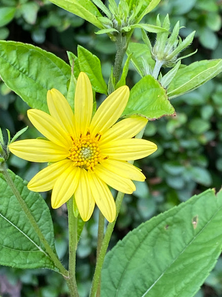 Helianthus ‘Lemon Queen’ AGM