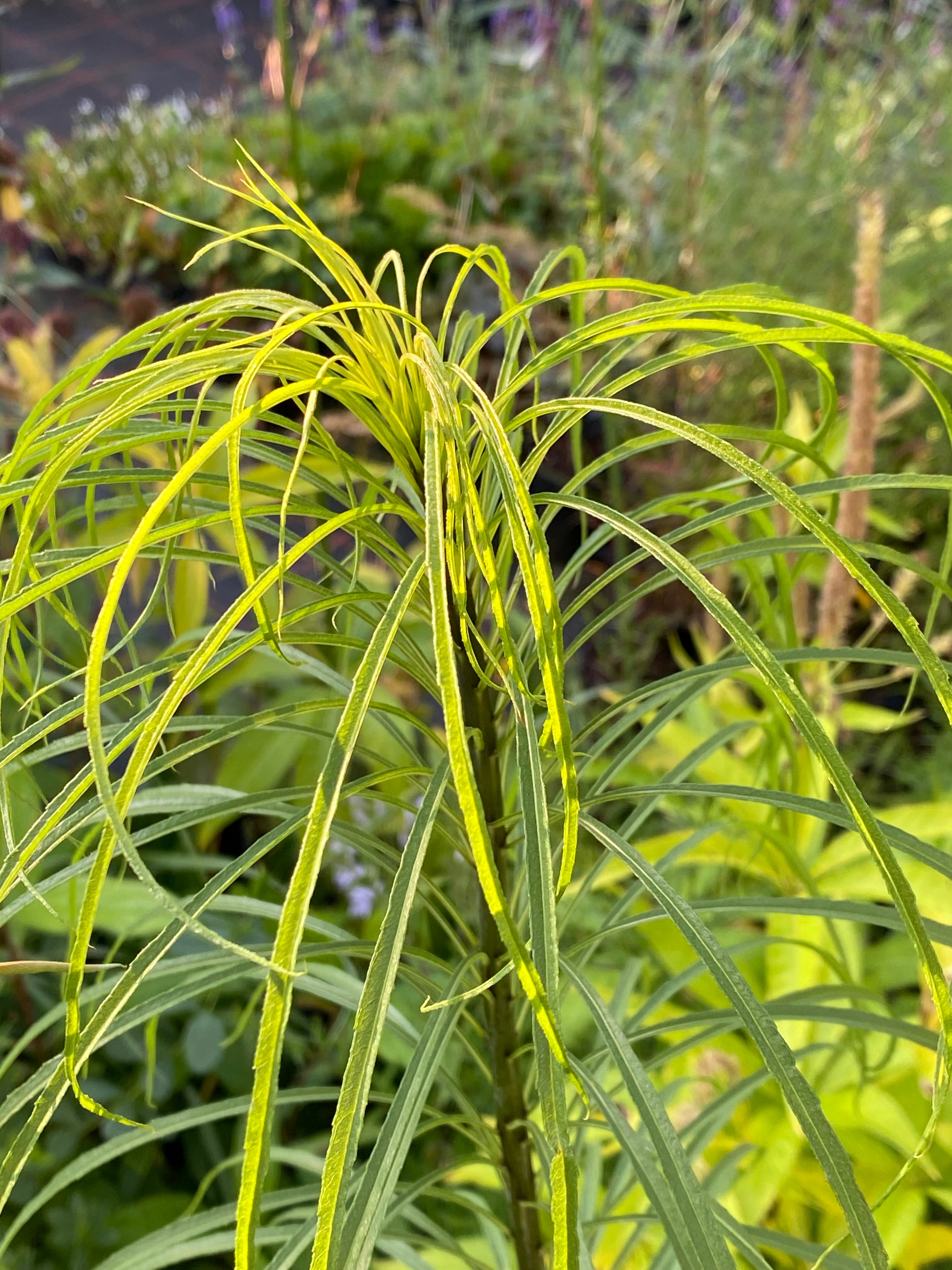 Helianthus salicifolius