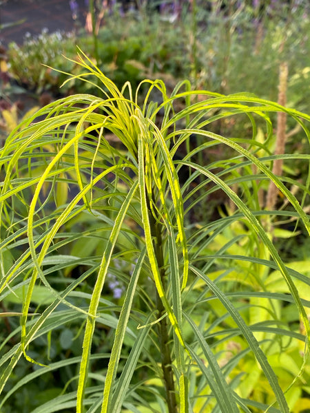 Helianthus salicifolius