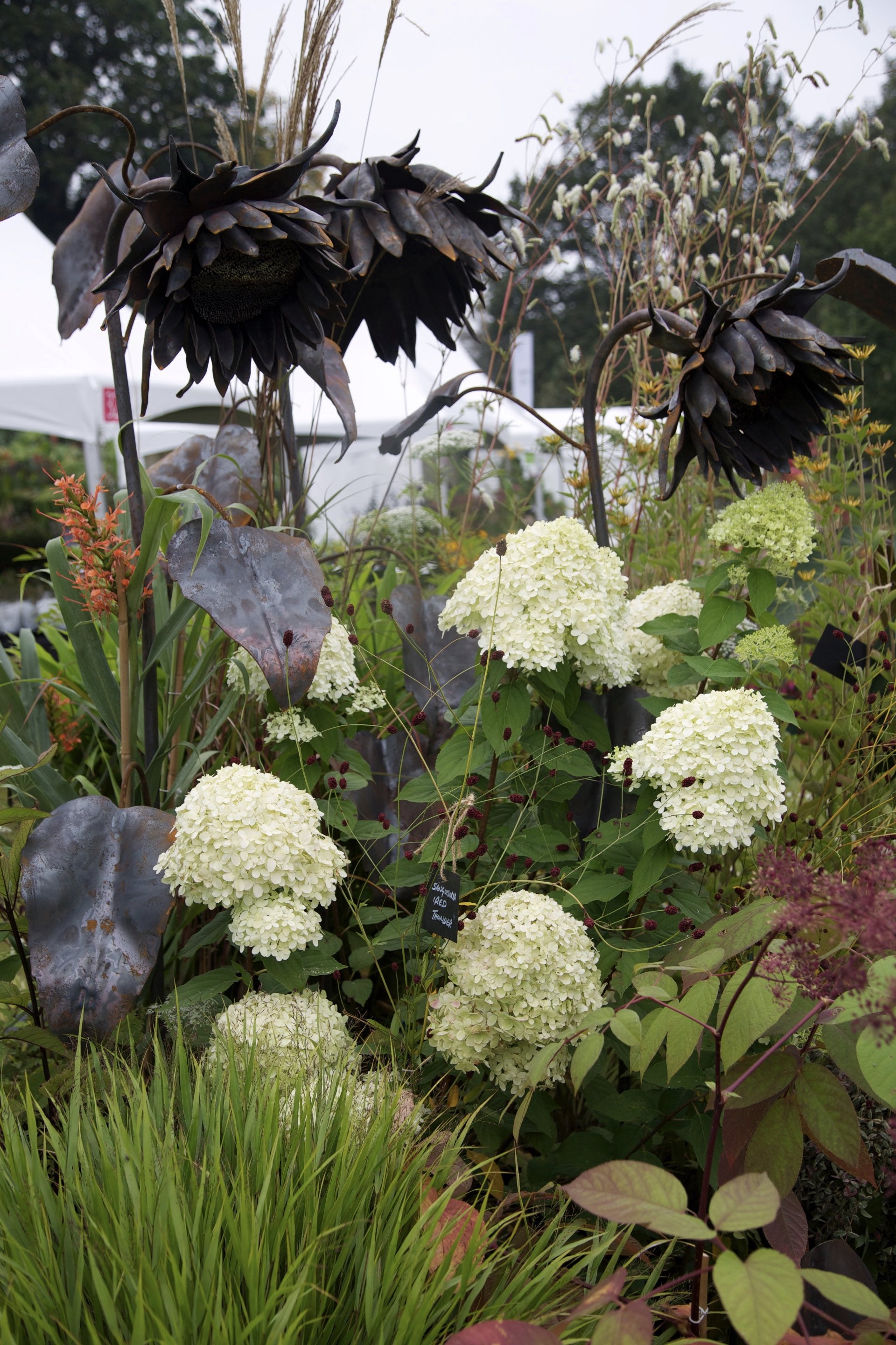 Hydrangea paniculata ‘Limelight’ (PBR) AGM