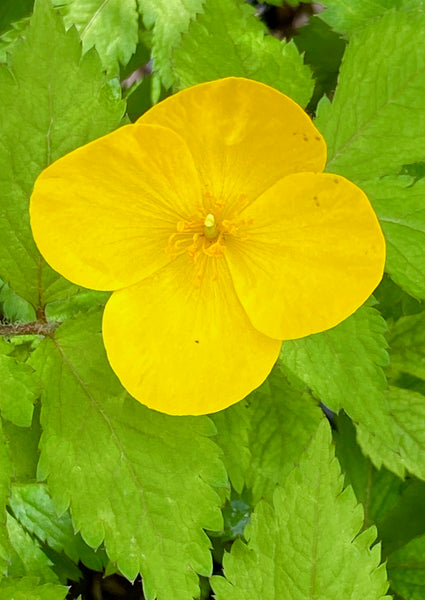 Hylomecon japonica