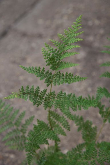 Hypolepsis millefolium