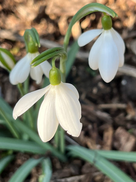 Galanthus nivalis 'Hellebore'