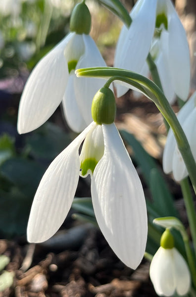 Galanthus ‘Moortown’