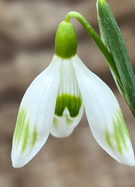 Galanthus ‘Fiona Mackenzie’
