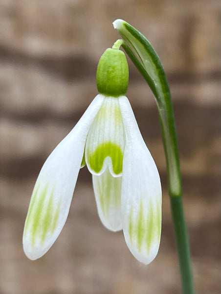 Galanthus ‘Prague Spring’