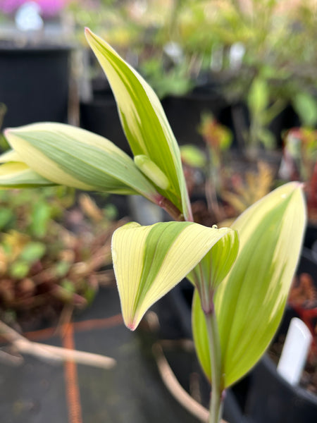 Polygonatum odoratum 'Kayabanishiki'