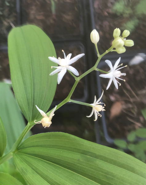Maianthemum stellatum