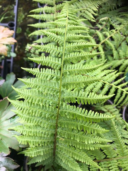 Athyrium filix-femina 'Minutissimum'