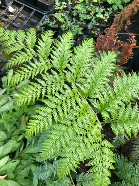 Lophosoria quadripinnata