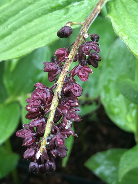 Maianthemum purpureum GWAP 150