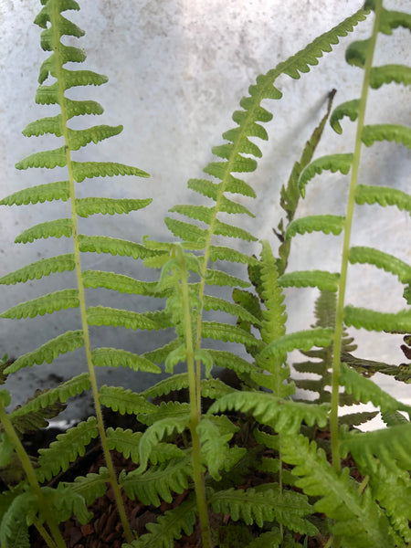 Cyclosorus tottoides