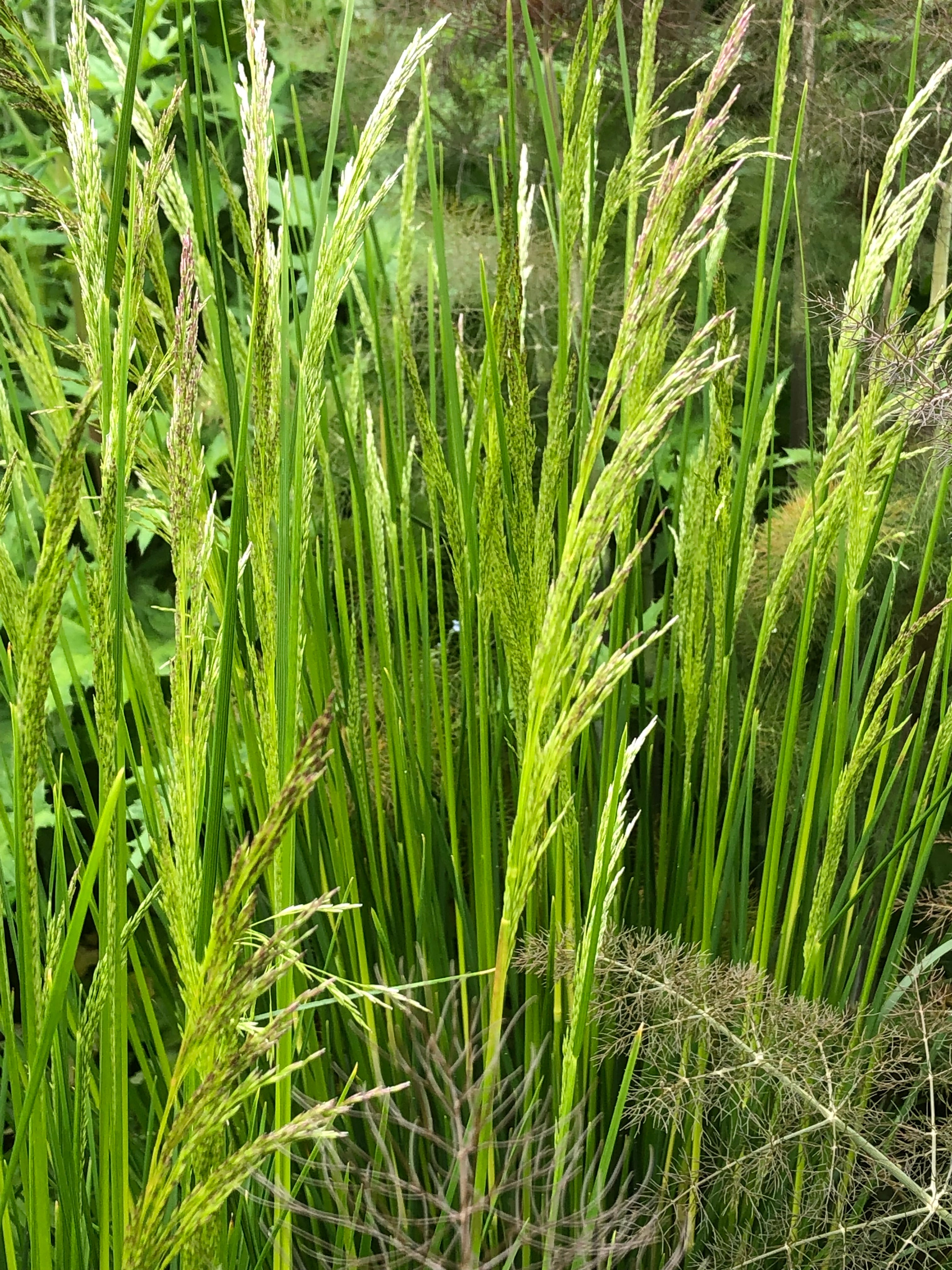 Deschampsia cespitosa ‘Cabana Buta’