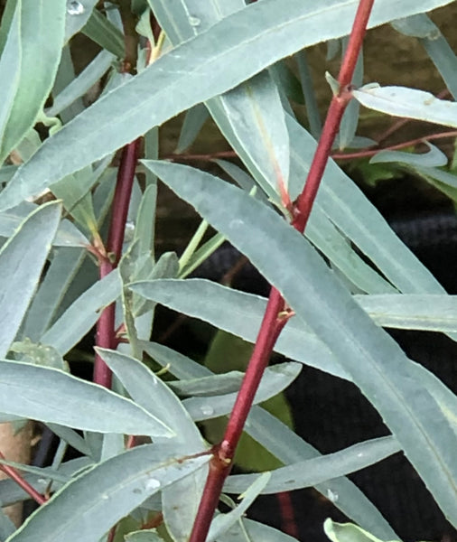 Salix capusii