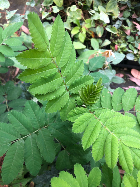 Sorbus domestica f. pomifera