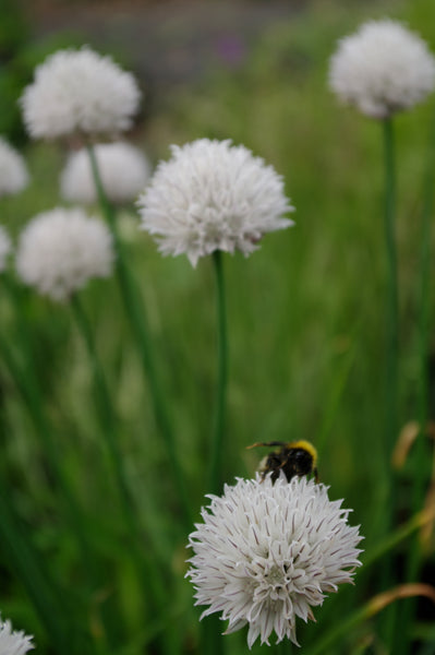 Allium schoenoprasum f. albiflorum 'WHITE CHIVES'