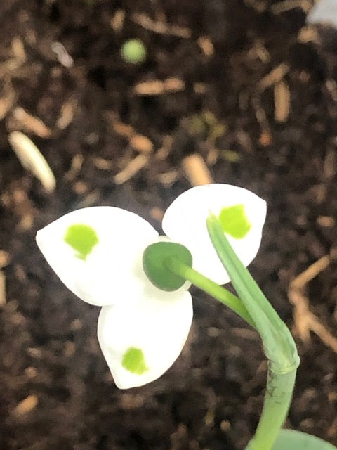 Galanthus elwesii  ‘Smaragdsplitter’