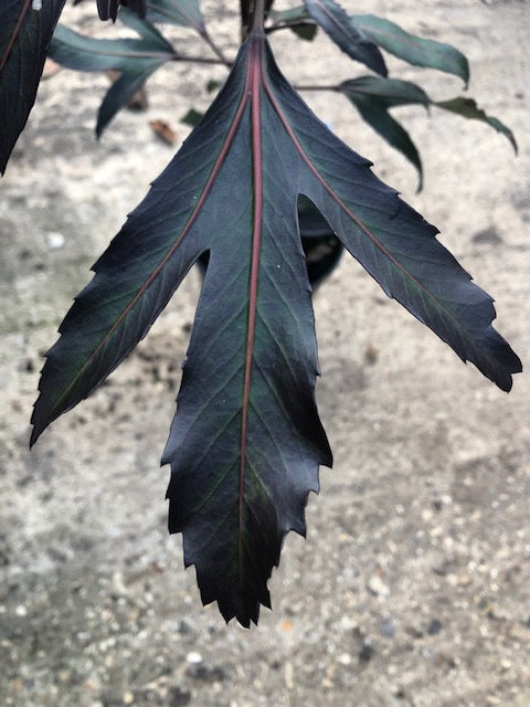 Pseudopanax 'Moas Toes'