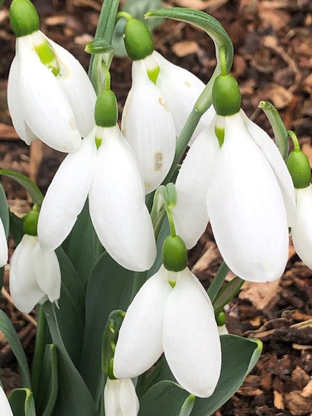 Galanthus ‘Wessex Advent’