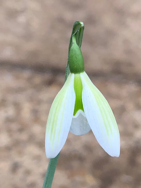 Galanthus nivalis ‘Limetime’