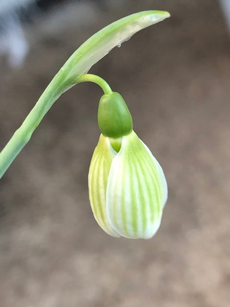 Galanthus ‘Margaret Biddulph’