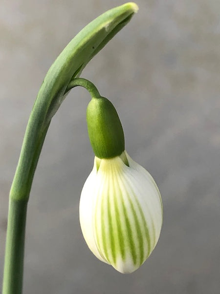 Galanthus plicatus 'Joe Sharman'