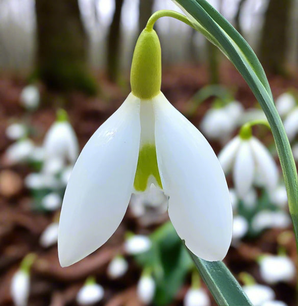 Galanthus ‘Dryads Gold Charm’