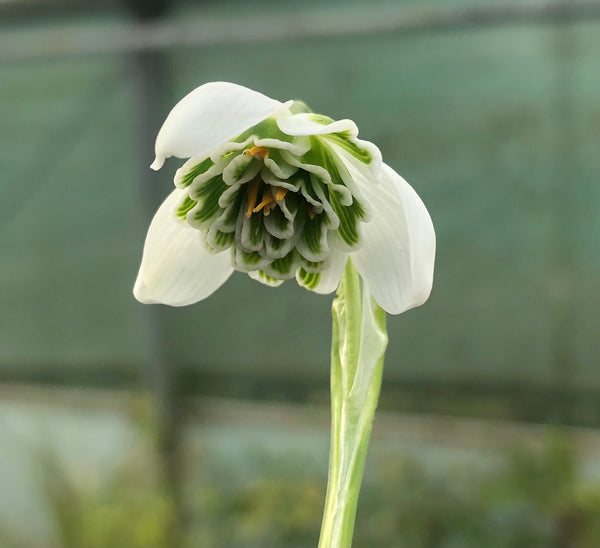 Galanthus ‘Bill Baker BB01’
