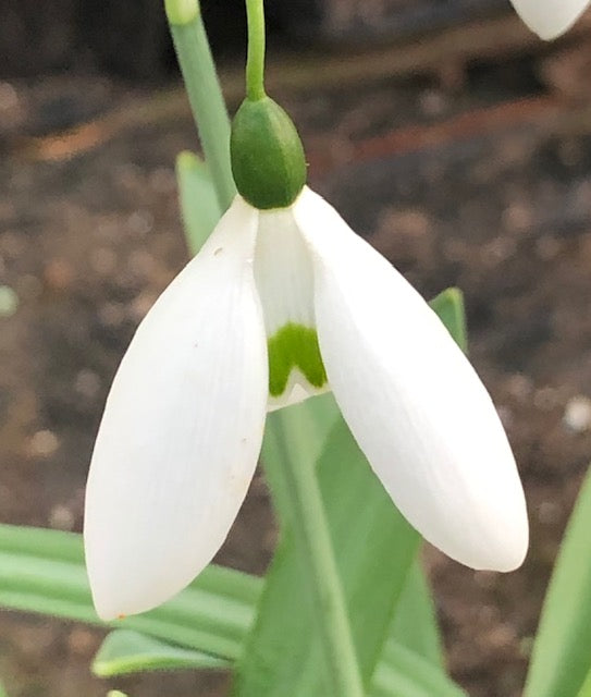 Galanthus ‘Fly Fishing’