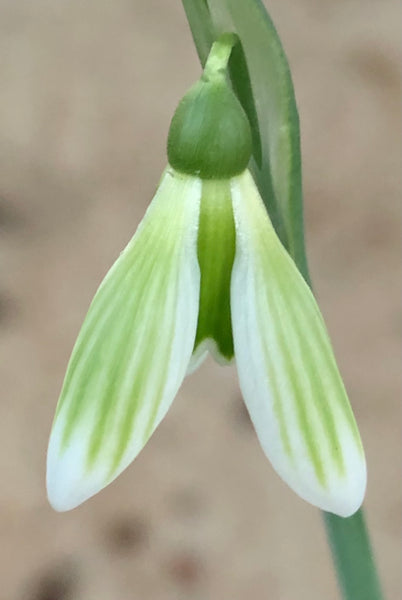 Galanthus nivalis ‘Nova Gorica'