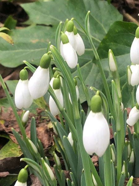 Galanthus 'S Arnott'