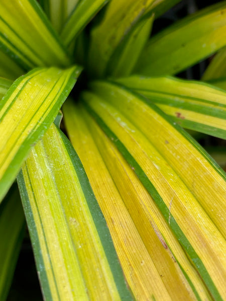Carex siderosticha ‘Golden Falls’ (syn. ‘Banana Boat’)