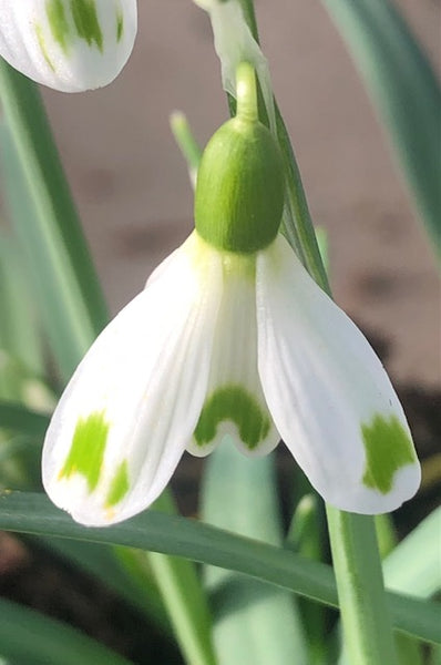 Galanthus ‘Thumbelina’