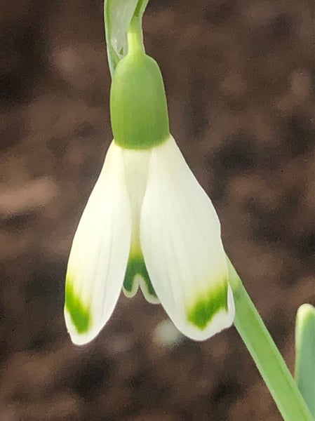 Galanthus ‘Valentine’s Day’