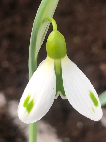Galanthus ‘The Wizard’
