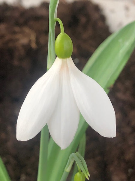 Galanthus ‘Seraph’