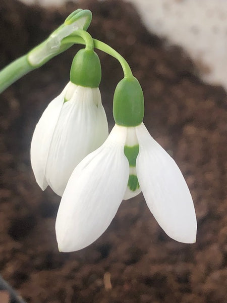 Galanthus elwesii 'Chiltern Doppelganger'