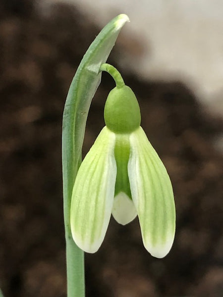 Galanthus nivalis ‘Glauconite’