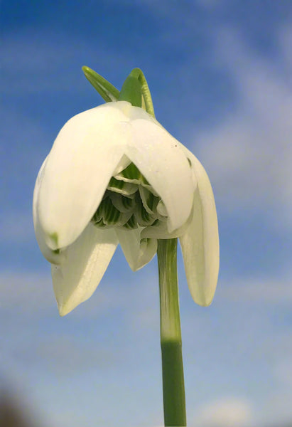 Galanthus elwesii 'Chiltern Queens'